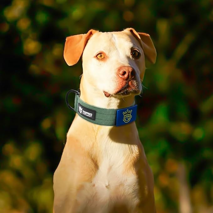 TSPRO Premium Dog Collars Tactical Dog Collar with Patch and Heavy Duty Quick-Release Metal Buckle Durable Thick and Adjustable for Medium to Large Dogs (Green L)