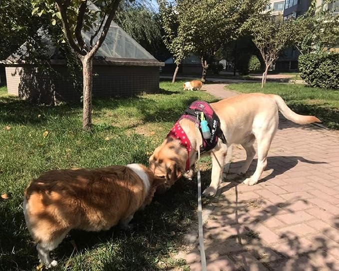 Dog Poop Bags Holder with LED Flashlight|Pet Waste Bags Dispenser for Leash|Doggie Potty Bags Container with Leak-proof Pet Trash Bags and Accessories (1 Holder 195 Bags, Grey and Black)