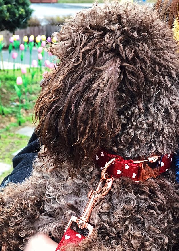 Bubblepup Dog Collar and Leash Set, Comfortable Adjustable Dog Collars for Small Medium Large Dogs