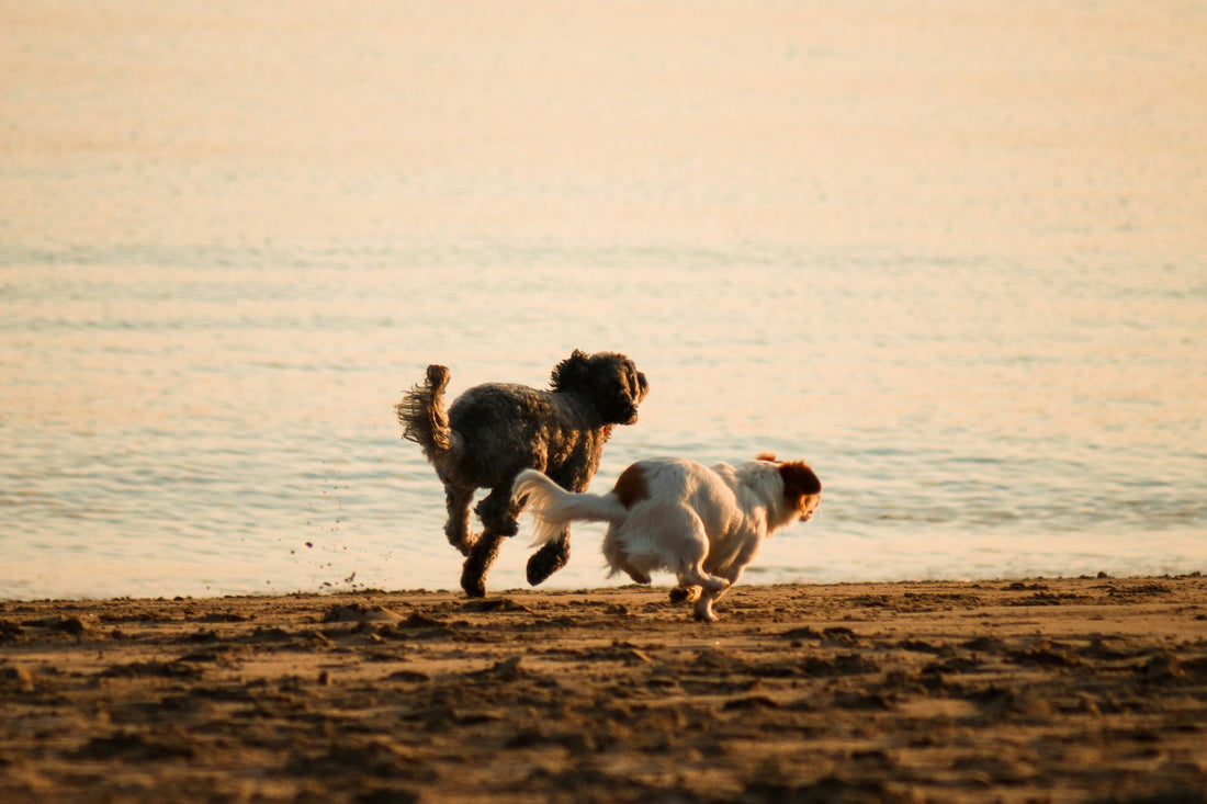 How Much Exercise Does Your Dog Really Need?