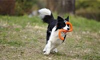 West Paw Zogoflex Bumi Dog Tug Toy – S-Shaped, Lightweight Chew Toys for Fetch, Play, Pet Exercise – Tug of War Soft Flinging Squishy Chewy Toy for Dogs – Guaranteed, Latex-Free, Small, Tangerine