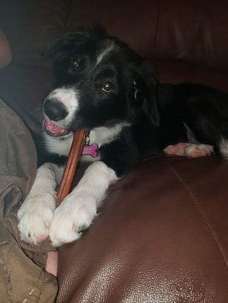 Bully Bunches Premium 6 Inch Standard Odor-Free Bully Sticks for Small to Medium Dogs & Puppies - Long Lasting Chews for Oral Care - All Natural, 100% Beef Dog Treats, Rawhide Free (10 Pk)