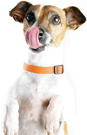 Dog Collar Orange Basic Adjustable Dog Collars with Breathable Quick Release Nylon Pet Collar for Puppy Small Medium Large Dogs Boy