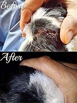 Big Mare Dog Body Spray | Clinically Proven Effective On Hotspots, Yeast, Dermatitis, Staph, Ringworm, Hair Loss, & More. Antibacterial & Antifungal | Veterinary Approved & Recommended. (8 oz)