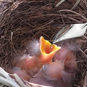 LILYS PET 4.7" Bird Parrot Stainless Steel Metal Feeding Spoon,Special Feeding Scoop Medicine Spoons Hand Feeding Spoons for Peony Cockatiel Parrot (3PCS)