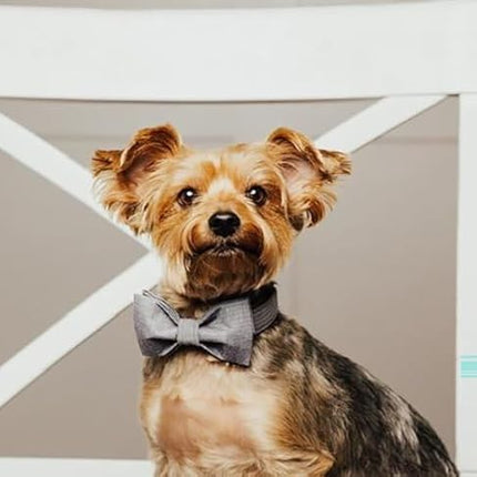 Lionet Paws Dog Collar with Bowtie, Durable Adjustable and Comfortable Collar for Small Dogs Puppies and Cats, Neck 10-16in