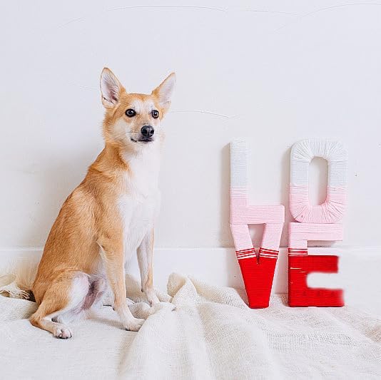 Lionet Paws Valentine's Dog Collar, Cute Pink Heart Dog Collar for Small Dogs, Adjustable Cotton Love Pet Puppy Collars for Small Dogs