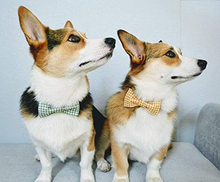 Lionet Paws Dog Collar with Bowtie, Durable Adjustable and Comfortable Collar for X-Small Dogs and Cats, Neck 8-12in