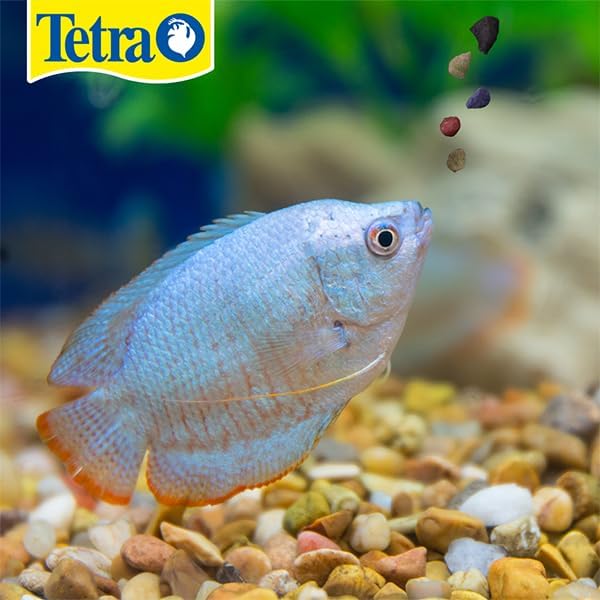 Tetra TetraMin Tropical Granules 3.52 Ounces, Nutritionally Balanced Fish Food