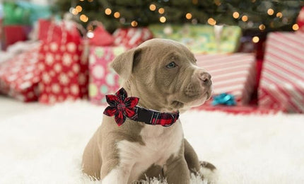 Lionet Paws Christmas Dog Collar with Flower, Dog Flower Collar with Metal Buckle for Dogs, Adjustable Comfortable Dog Collar Girl Gift, L, Neck 16-24 in