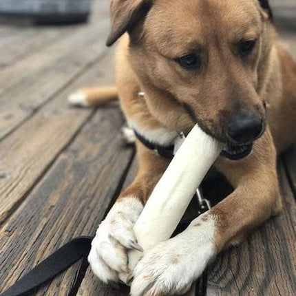 Cowdog Chews Retriever Roll 9-10 inch All Natural Rawhide Dog Treat (5 Pack)