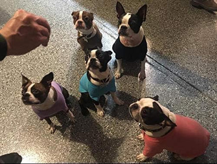 Lovelonglong Bulldog Clothes Dog Clothing Blank T-Shirt Tee Shirts for French Bulldog English Bulldog American Pit Bull Pugs 100% Cotton Skin Care Violet B-M