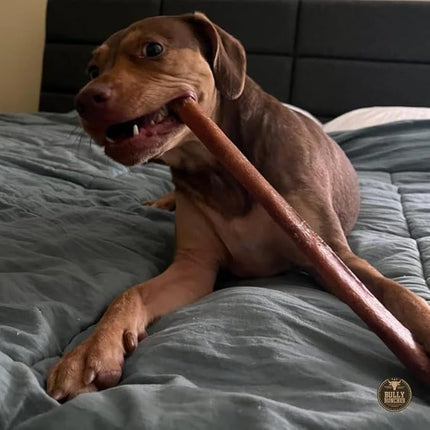 Bully Bunches Premium 12 Inch Thick Odour-Free Bully Sticks for Medium and Large Dogs - Long Lasting Chews for Oral Care - All Natural & Single Ingredient, 100% Beef Dog Treat, Rawhide Free (10 Pk)