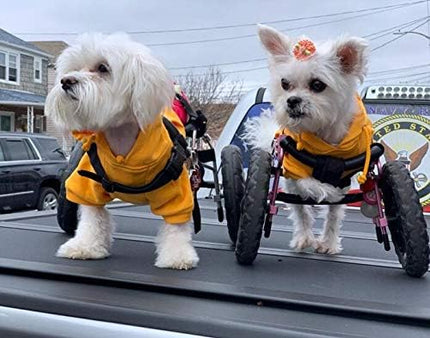 Lovelonglong Blank Basic Hoodie Sweatshirt for Dogs 100% Cotton Fits Small Medium Dachshund Large Dog Orange M