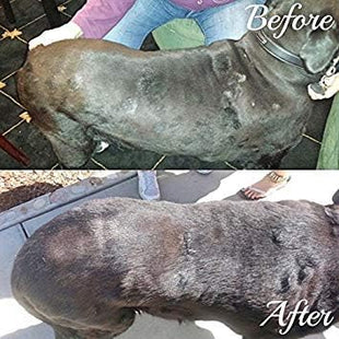 Big Mare Dog Body Spray | Clinically Proven Effective On Hotspots, Yeast, Dermatitis, Staph, Ringworm, Hair Loss, & More. Antibacterial & Antifungal | Veterinary Approved & Recommended. (8 oz)