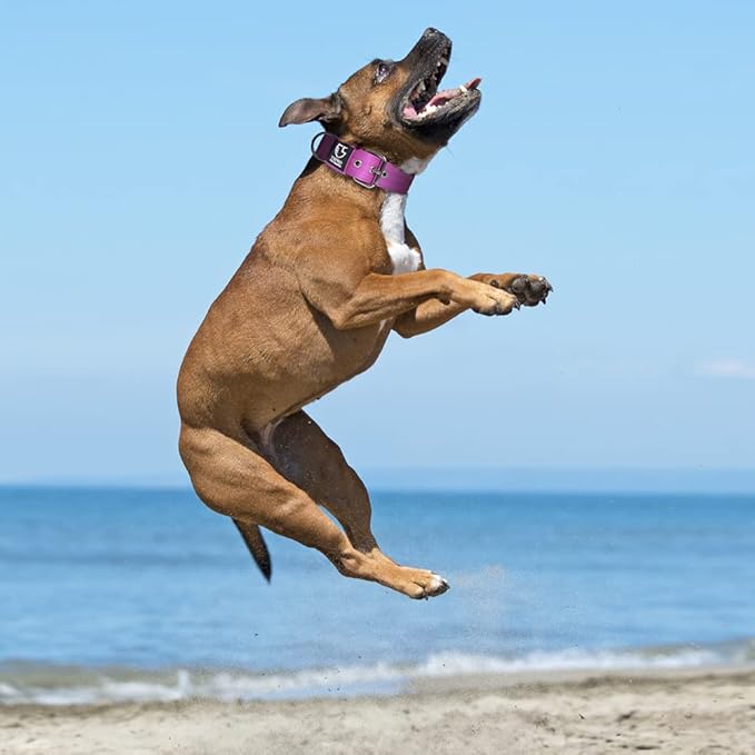 TSPRO Tactical Dog Collar 1.5 Inch Wide Thick Dog Collars with Heavy Duty Metal Buckle, Durable, Strong, Adjustable for Medium to Large Dogs (Purple L)