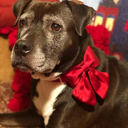 Lionet Paws Bowtie Dog Collar - Comfortable Silk Dog Collar with Detachable Bow Tie for Large Dogs, Neck 16-24 Inches