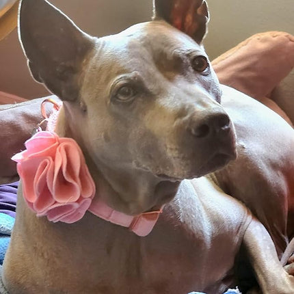 ARING PET Velvet Dog Collars, Pink Soft Pet Collar with Detachable Felt Flower Metal Buckle for Puppy Small Medium Large Boy Girl Dogs-M
