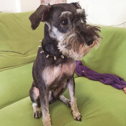 Enjoying Spiked Cat Collar, Leather Spikes Dog Collars for Cats Small Dogs, Adjustable Pet Collar with Rings, Black S