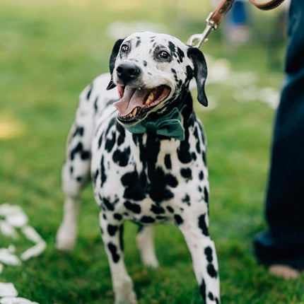 ARING PET Christmas Dog Collars with Bowtie, Cute Xmas Green Velvet Pet Bow Tie Collar with Metal Buckle for Puppy Small Medium Large Boy Girl Dogs-S
