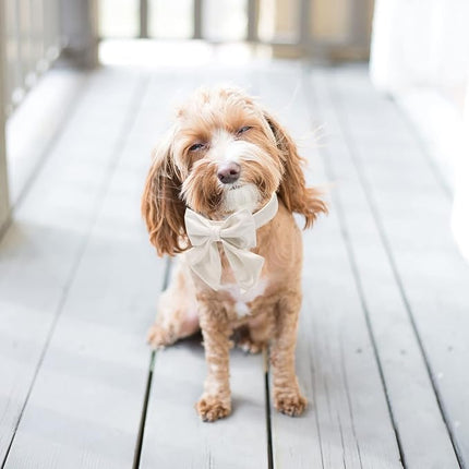Lionet Paws Bowtie Dog Collar - Comfortable Silk Dog Collar with Detachable Bow Tie for Puppy and Cat, Neck 8-12 Inches