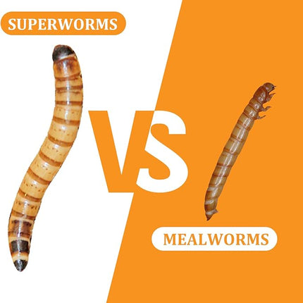 6 Pack Canned Superworms for Reptiles, Fish, Birds and Small Animals, Super Worms, Healthy High Protein Treat for Reptile Bird Fish Food 7.2 Ounces Total