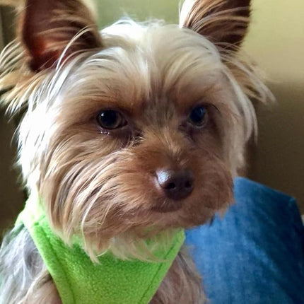 Gooby Stretch Fleece Vest Dog Sweater - Grass Green, X-Large - Warm Pullover Super Stretchy Fleece Dog Jacket for Small to Large Dogs