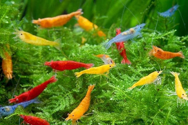Las Vegas Exotic Fish™ Neocaridina Shrimp Live Freshwater Shrimp Aquarium Inverts (Live Guarantee or Replacemnt is Free) (Mix, 20) Free Plant