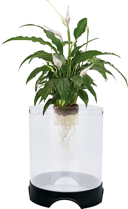 Penn-Plax Aquaponic Planter and Aquarium for Betta Fish | Tank Promotes Healthy Hydroponic Environment for Plants and Fish