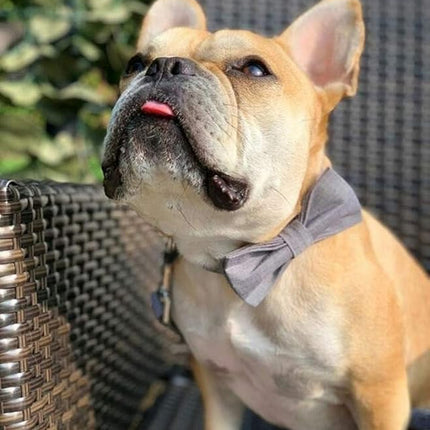 Lionet Paws Dog Collar with Bowtie, Durable Adjustable and Comfortable Collar for XX-Small Dogs and Cats, Neck 7-11in