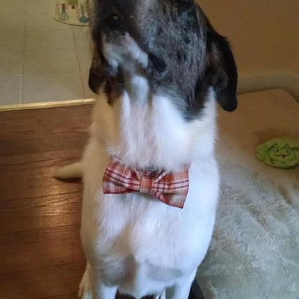 Lionet Paws Dog and Cat Collar with Bowtie Grid Collar Plastic Buckle Light Adjustable Collars for Small Medium Large Dogs