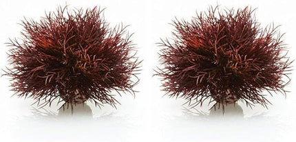 biOrb Sea Lily Crimson (Pack of 2)