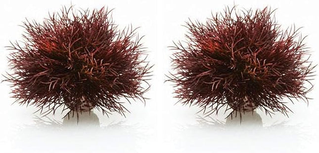 biOrb Sea Lily Crimson (Pack of 2)