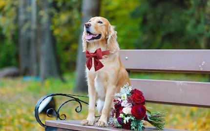 Lionet Paws Bowtie Dog Collar - Comfortable Silk Dog Collar with Detachable Bow Tie for XLarge Dogs, Neck 16-26 Inches