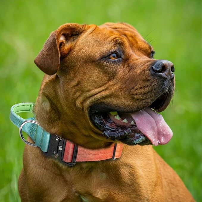 TSPRO Premium Dog Collars Tactical Dog Collar with Handle and Heavy Duty Quick-Release Metal Buckle Durable Thick and Adjustable for Medium to Large Dogs (Vitality Gradient L)