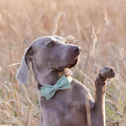 Lionet Paws Dog Collar with Bowtie, Durable Adjustable and Comfortable Collar for X-Small Dogs and Cats, Neck 8-12in