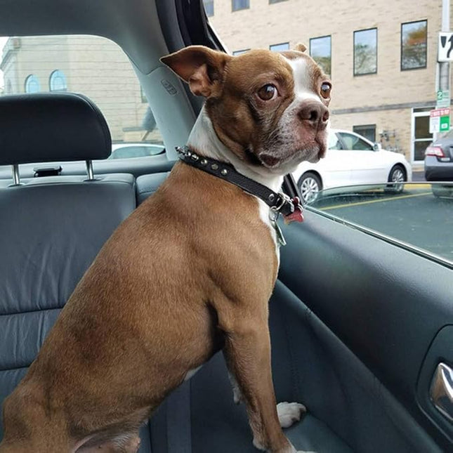 Enjoying Spiked Dog Collar, Leather Spikes Dog Collars for Small Medium Dogs, Adjustable Pet Collar with Rings, Black M