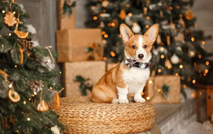 ARING PET Christmas Dog Collar, Cute Xmas Red Green Plaid Detachable Flower Pet Collar with Metal Buckle for Puppy Small Medium Large Boy Girl Dog-XS