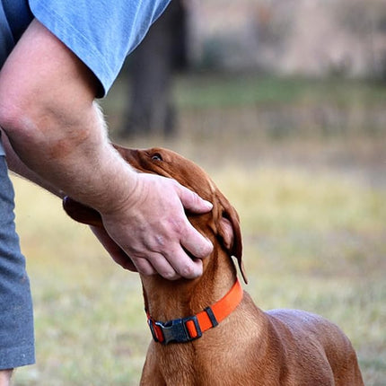 Dog Collar Orange Basic Adjustable Dog Collars with Breathable Quick Release Nylon Pet Collar for Puppy Small Medium Large Dogs Boy