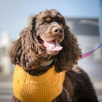 Blueberry Pet Classic Fuzzy Textured Knit Pullover Turtle-Neck Dog Sweater in Mustard Yellow, Back Length 16", Pack of 1 Clothes for Dogs