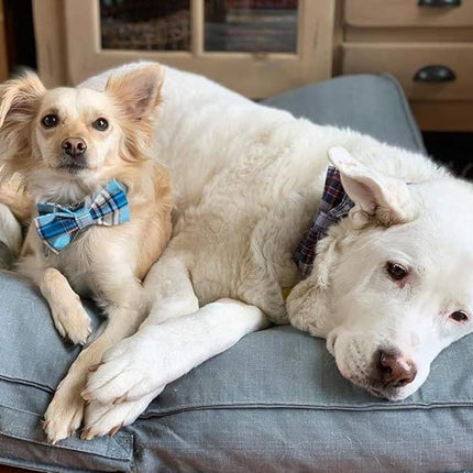 Lionet Paws Boy Dog Collar with Bowtie, Comfortable Adjustable Cute Blue Plaid Bow Tie Collar for Male Puppies and Cats Gift, XXS, Neck 7-11 inches