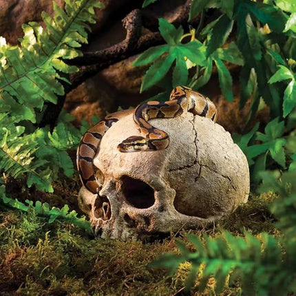 Carefree Fish Aquarium Decoration Skull Fish Tank Head Skeleton Aquarium Decorative Cave Landscape Pet Reptile House