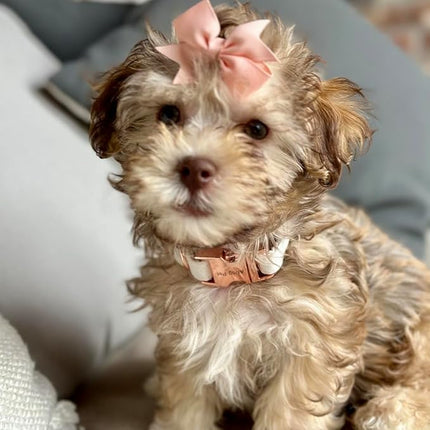 ARING PET Velvet Dog Collars, Pink Soft Pet Collar with Detachable Felt Flower Metal Buckle for Puppy Small Medium Large Boy Girl Dogs-XS