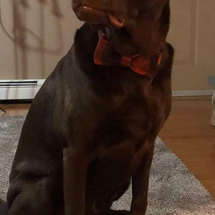 Lionet Paws Dog and Cat Collar with Bowtie Grid Dog Collar Plastic Buckle Light Adjustable Collars for Small Dogs Pets