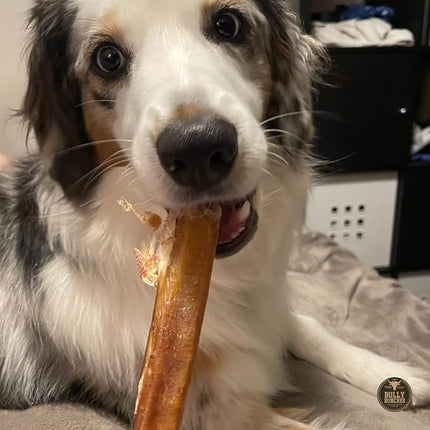 Bully Bunches Premium 12 Inch Thick Odor-Free Bully Sticks for Medium & Large Dogs - Long Lasting Chews for Oral Care - All Natural & Single Ingredient, 100% Beef Dog Treat, Rawhide Free (5 Pk)