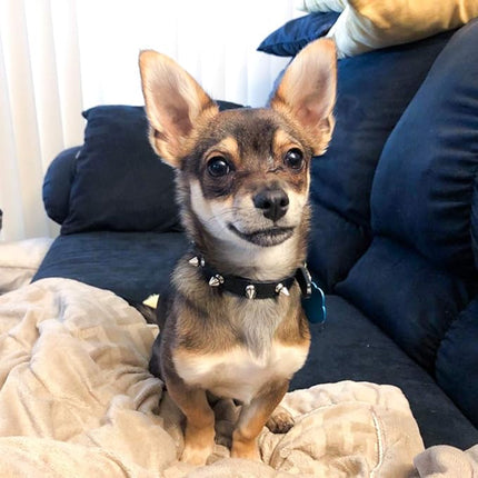 Enjoying Spiked Cat Collar, Leather Spikes Dog Collars for Cats Small Dogs, Adjustable Pet Collar with Rings, Black XS