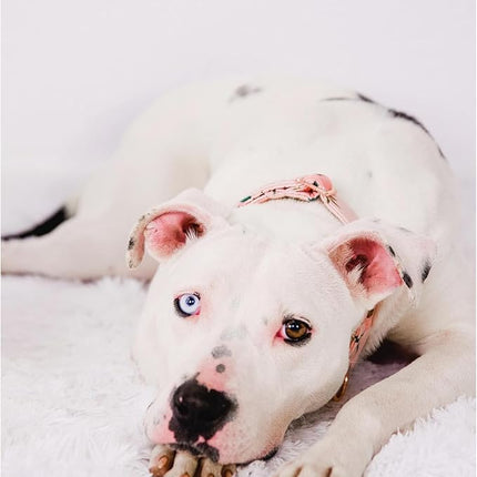 Elegant little tail Dog Collar, Pink Floral Girl Pet Collar Durable Cute Dog Collars Summer Female Pet Gift Adjustable Dog Collar for Large Dogs