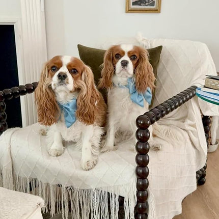 Lionet Paws Bowtie Dog Collar - Comfortable Silk Dog Collar with Detachable Bow Tie for Medium Dogs, Neck 13.5-22 Inches