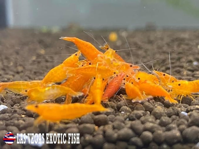 Las Vegas Exotic Fish™ Neocaridina Shrimp Live Freshwater Shrimp Aquarium Inverts (Live Guarantee or Replacemnt is Free) (Mix, 20) Free Plant