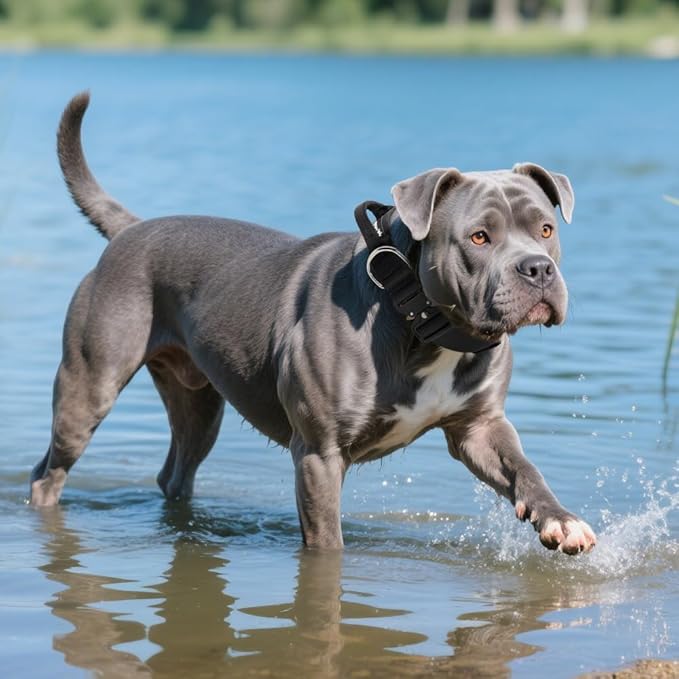 TSPRO Premium Dog Collars Tactical Dog Collar with Handle and Heavy Duty Quick-Release Metal Buckle Durable Thick and Adjustable for Medium to Large Dogs (Blue L)